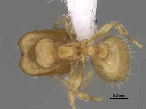 Carebara berivelo - CASENT0439915