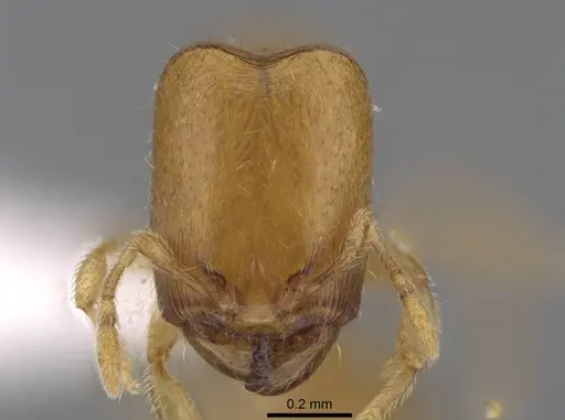 Carebara berivelo - CASENT0439915