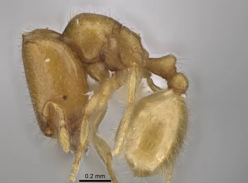 Carebara berivelo - CASENT0439915