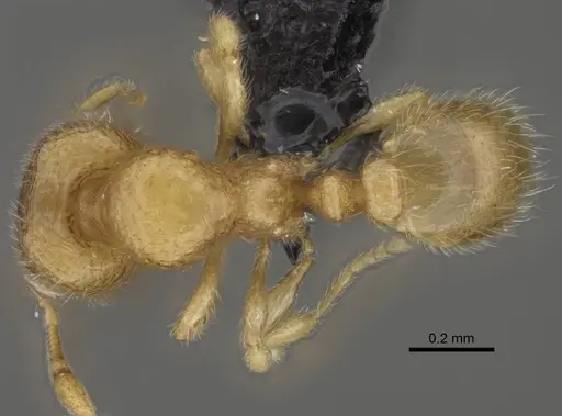 Carebara betsi specimen