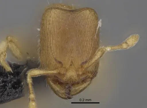 Carebara betsi specimen