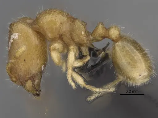 Carebara betsi specimen