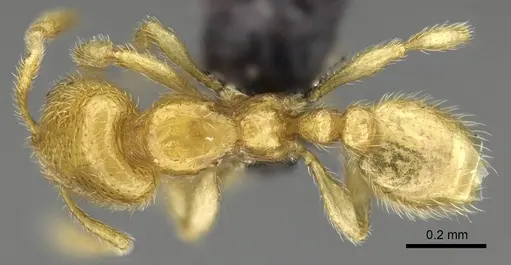 Carebara betsi - CASENT0479432