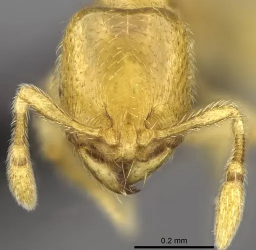 Carebara betsi - CASENT0479432