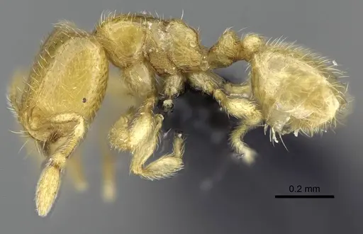 Carebara betsi - CASENT0479432