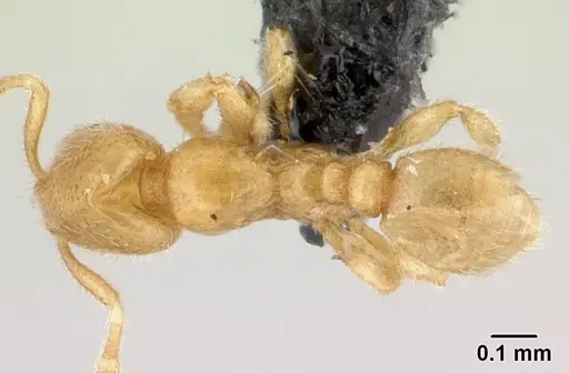 Carebara betsi - CASENT0479440