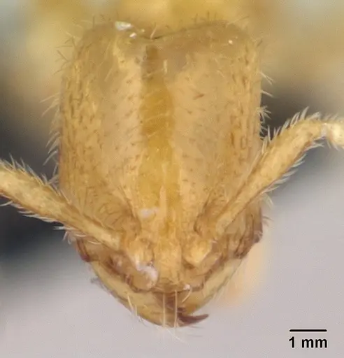 Carebara betsi - CASENT0479440