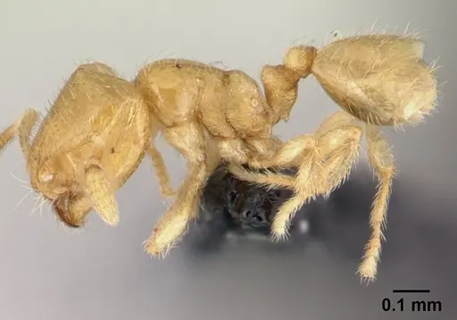 Carebara betsi - CASENT0479440