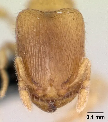 Carebara betsi - CASENT0479444