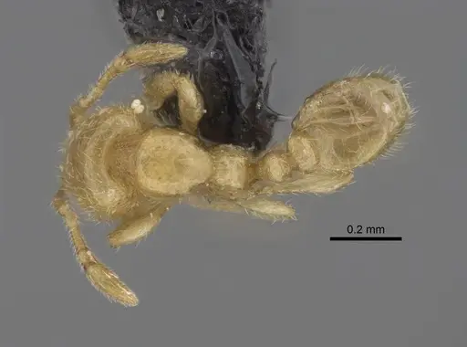 Carebara betsi - CASENT0479495