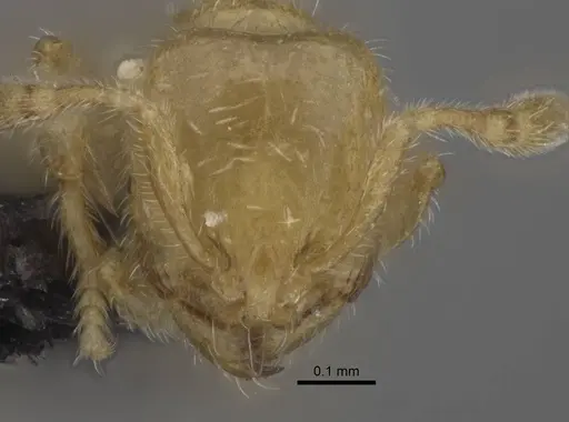 Carebara betsi - CASENT0479495