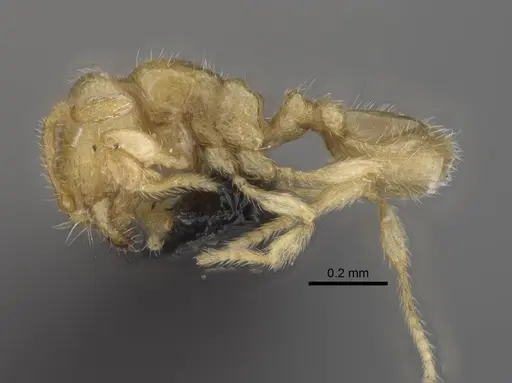 Carebara betsi - CASENT0479495