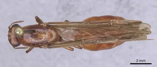 Carebara bicarinata specimen