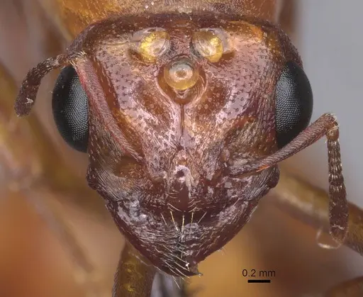 Carebara bicarinata specimen