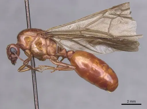 Carebara bicarinata specimen