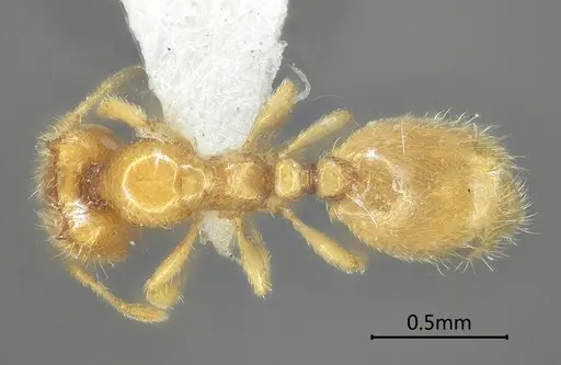 Carebara bihornata specimen