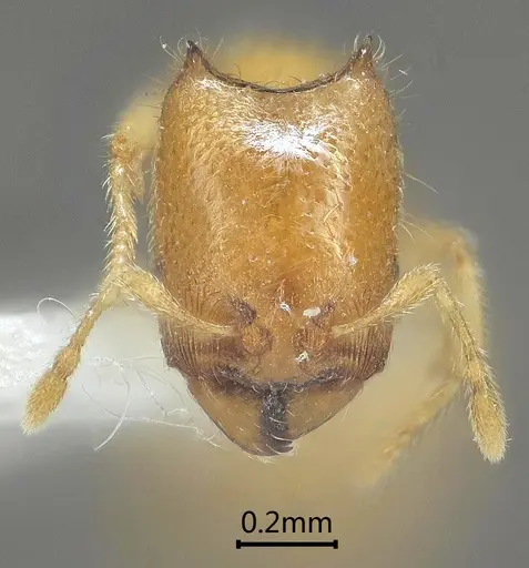 Carebara bihornata specimen