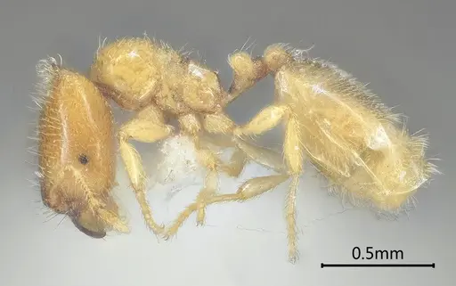 Carebara bihornata specimen