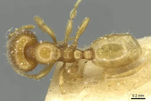 Carebara bouvardi specimen