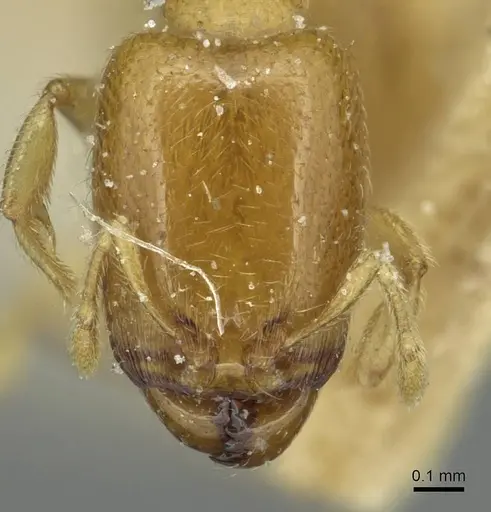 Carebara bouvardi specimen