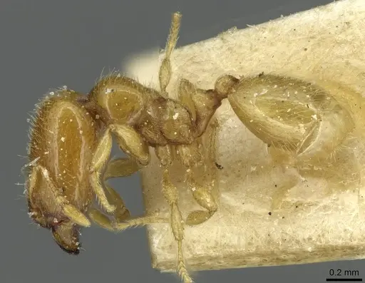 Carebara bouvardi specimen