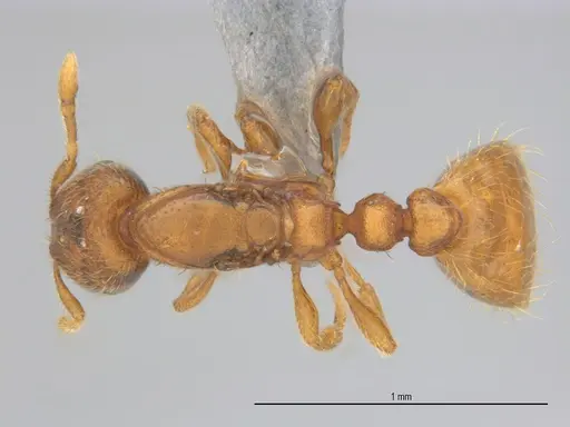 Carebara brasiliana specimen