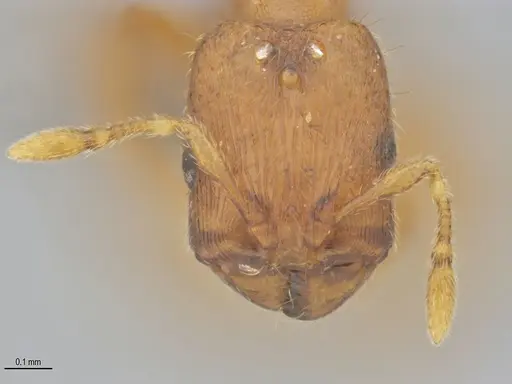 Carebara brasiliana specimen