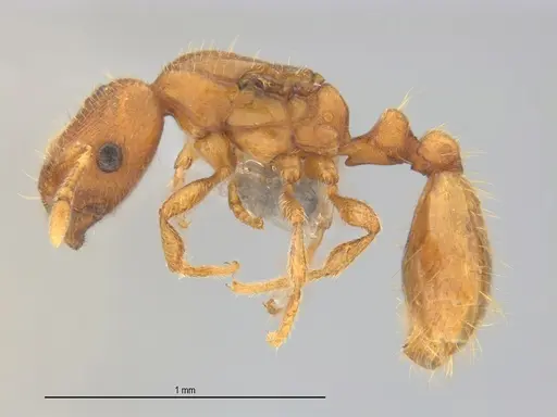 Carebara brasiliana specimen