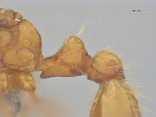 Carebara brasiliana - ANTWEB1062545