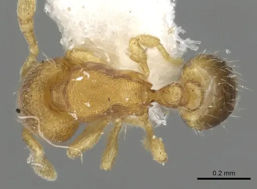 Carebara brasiliana - CASENT0902392