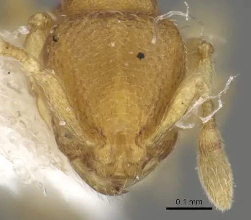 Carebara brasiliana - CASENT0902392