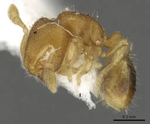 Carebara brasiliana - CASENT0902392