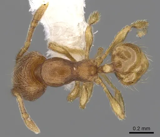 Carebara brevipilosa specimen