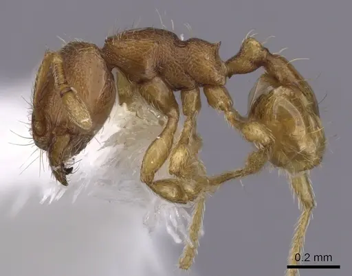 Carebara brevipilosa specimen