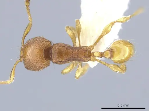 Carebara brevipilosa - CASENT0636881