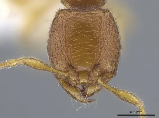 Carebara brevipilosa - CASENT0636881