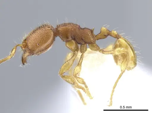 Carebara brevipilosa - CASENT0636881