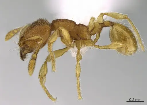 Carebara brevipilosa - CASENT0643403