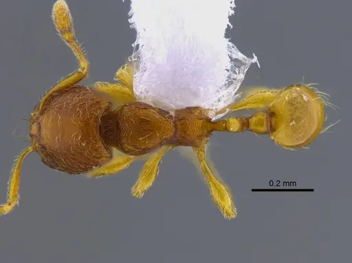 Carebara brevipilosa - CBUMAGENT41900