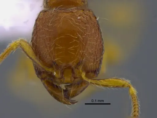 Carebara brevipilosa - CBUMAGENT41900