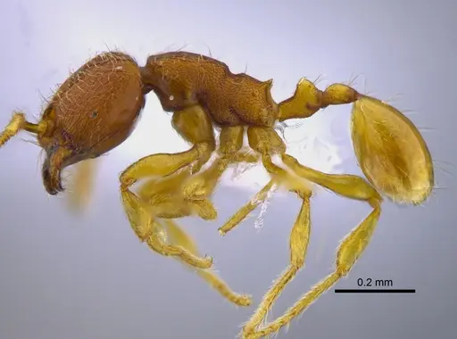 Carebara brevipilosa - CBUMAGENT41900