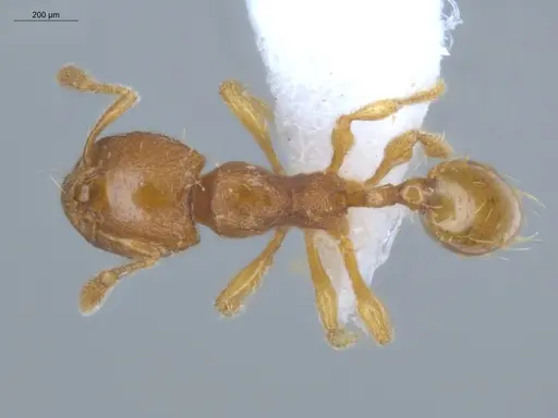 Carebara brevipilosa - ECOFOG-IT14-0553-19