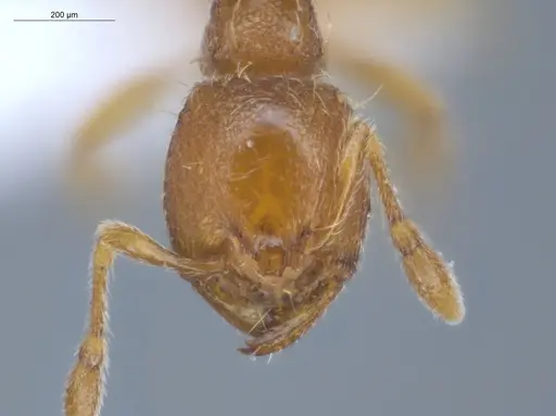 Carebara brevipilosa - ECOFOG-IT14-0553-19