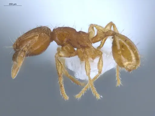 Carebara brevipilosa - ECOFOG-IT14-0553-19