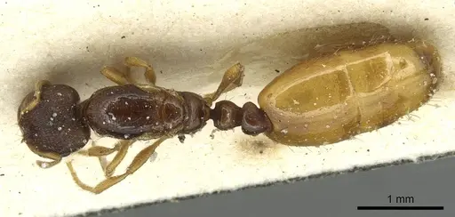 Carebara bruchi specimen