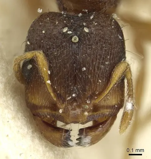 Carebara bruchi specimen