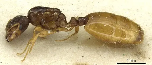 Carebara bruchi specimen