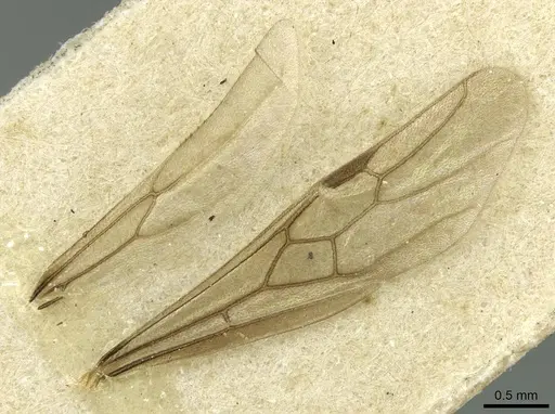 Carebara bruchi - CASENT0913500