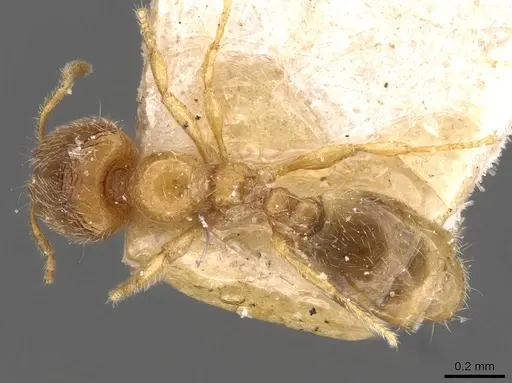 Carebara bruni specimen