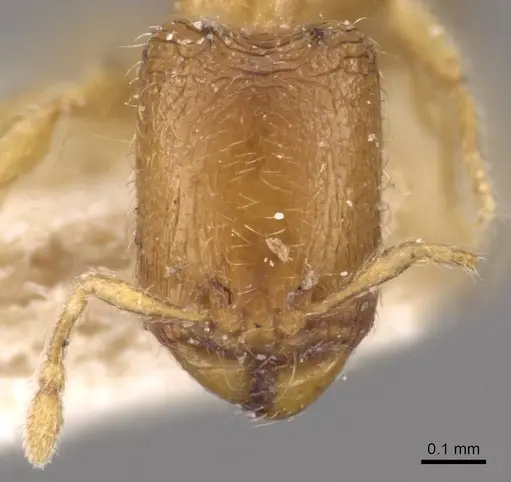 Carebara bruni specimen